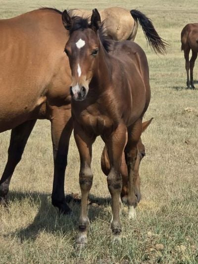 Paddys Gin Guns JW<BR>AQHA 6494219